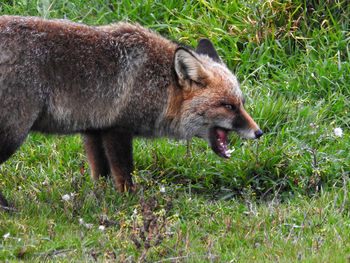 Close-up of horse in grass