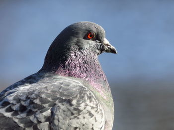 Close-up of seagull