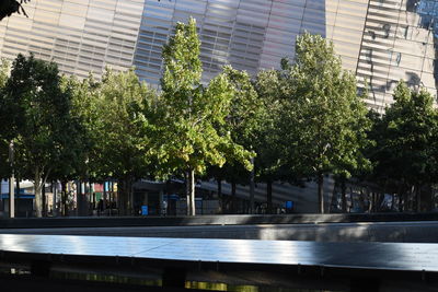 Trees by modern buildings in city
