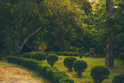 Scenic view of trees growing on field