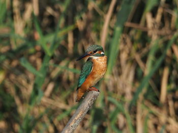 Close-up of bird perching on a field