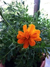 Close-up of orange flower blooming in garden