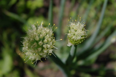 Close-up of flowering plant in park