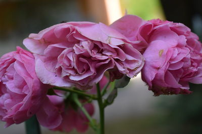 Close-up of pink roses