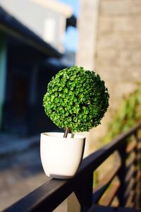 Close-up of small potted plant