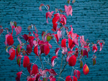 Close-up of red flowering plants