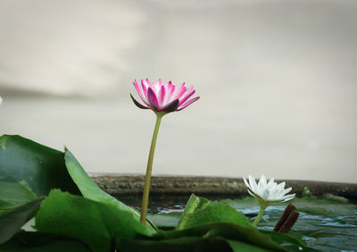 Close-up of lotus water lily in pond