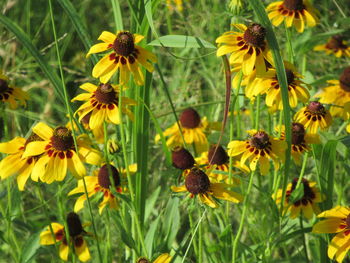 Close-up of yellow daisy flowers