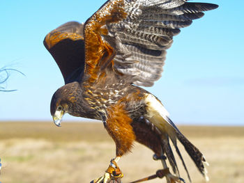 Close-up side view of a bird against clear sky