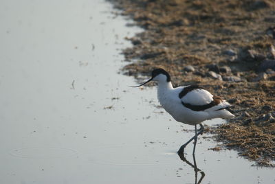 Bird perching on a lake