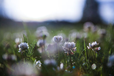 Close-up of purple flowers in field
