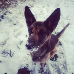 Close-up portrait of dog on snow field