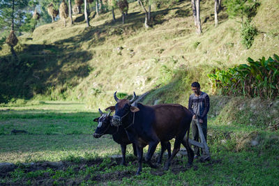 Indian farmer ploughing rice fields with a pair of oxes using traditional plough at sunrise.