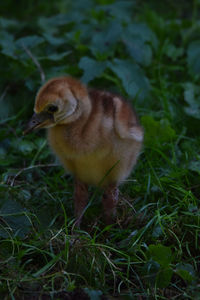 View of a bird on field