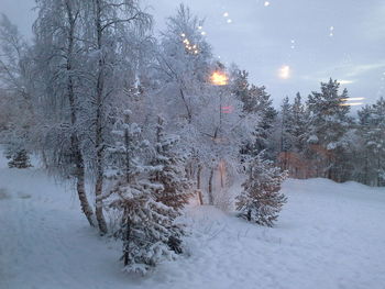 Snow covered trees in forest