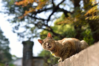 Low angle view of surprised cat sitting on retaining wall