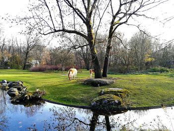 View of sheep grazing on field