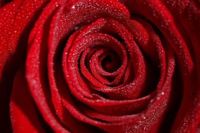 Full frame shot of red rose