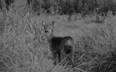 Deer in a field