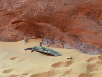 Lizard on rock