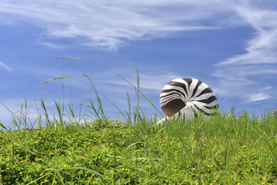 Butterfly on grass