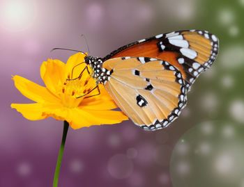 Close-up of butterfly pollinating on flower