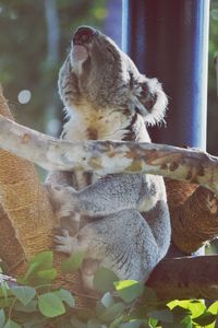 animal themes