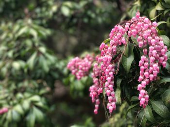 Close-up of pink flowers