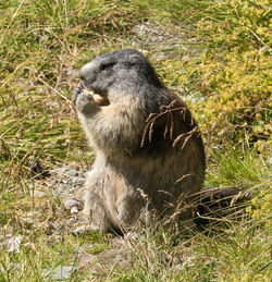 Close-up of lion sitting on field