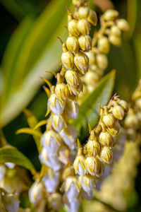 Close-up of flowering plant