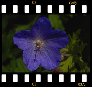 Close-up of purple flowers