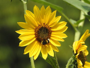 Bee on sunflower