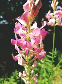 Close-up of pink flowers