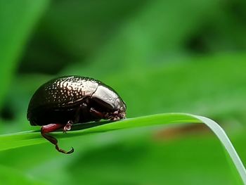 Close-up of insect on plant