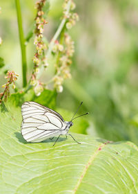 Close-up of butterfly on leaf