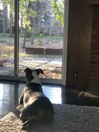 Dog looking through window