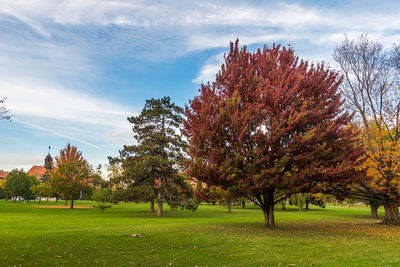 Trees in park against sky during autumn