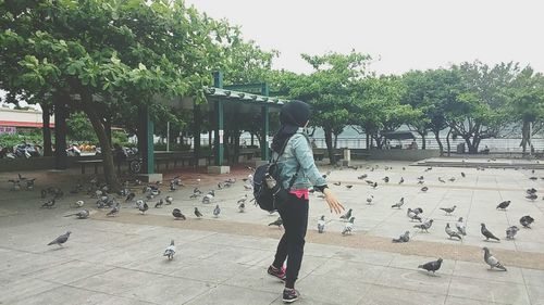 Rear view of man feeding birds