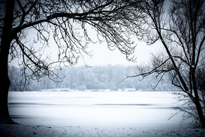 Bare tree by frozen lake during winter