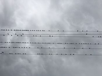 Low angle view of birds perching on power line