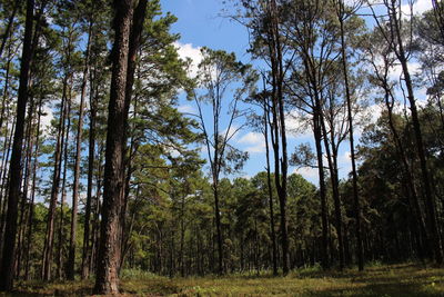 Trees in forest against sky