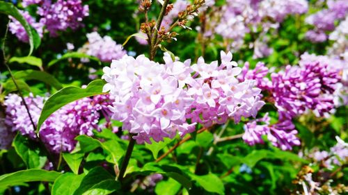 Close-up of purple flowers blooming outdoors