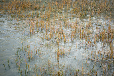 Full frame shot of plants in lake