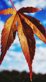 Close-up of dry maple leaves against sky