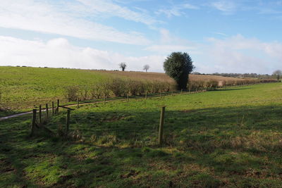 Scenic view of field against sky