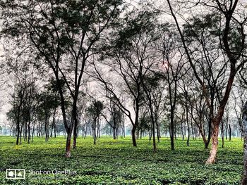 Trees in park