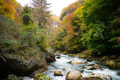 Stream flowing through rocks in forest