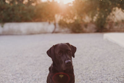 Close-up portrait of a dog