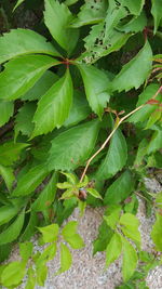 High angle view of green plant