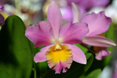 Close-up of pink flowering plant